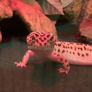 Meet your Posher, Kelsey